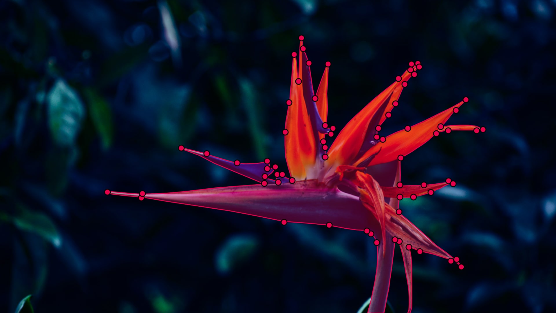 Polygon Annotation: Tools, Techniques, and Best Practices