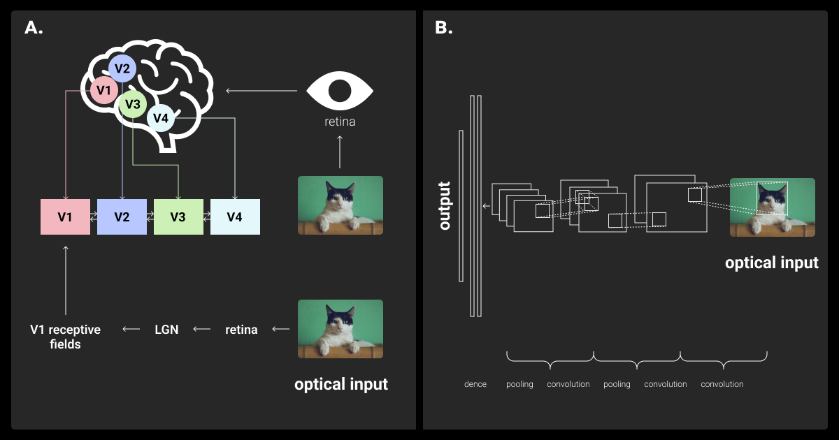 CNNs are inspired by human visual cortex for processing information