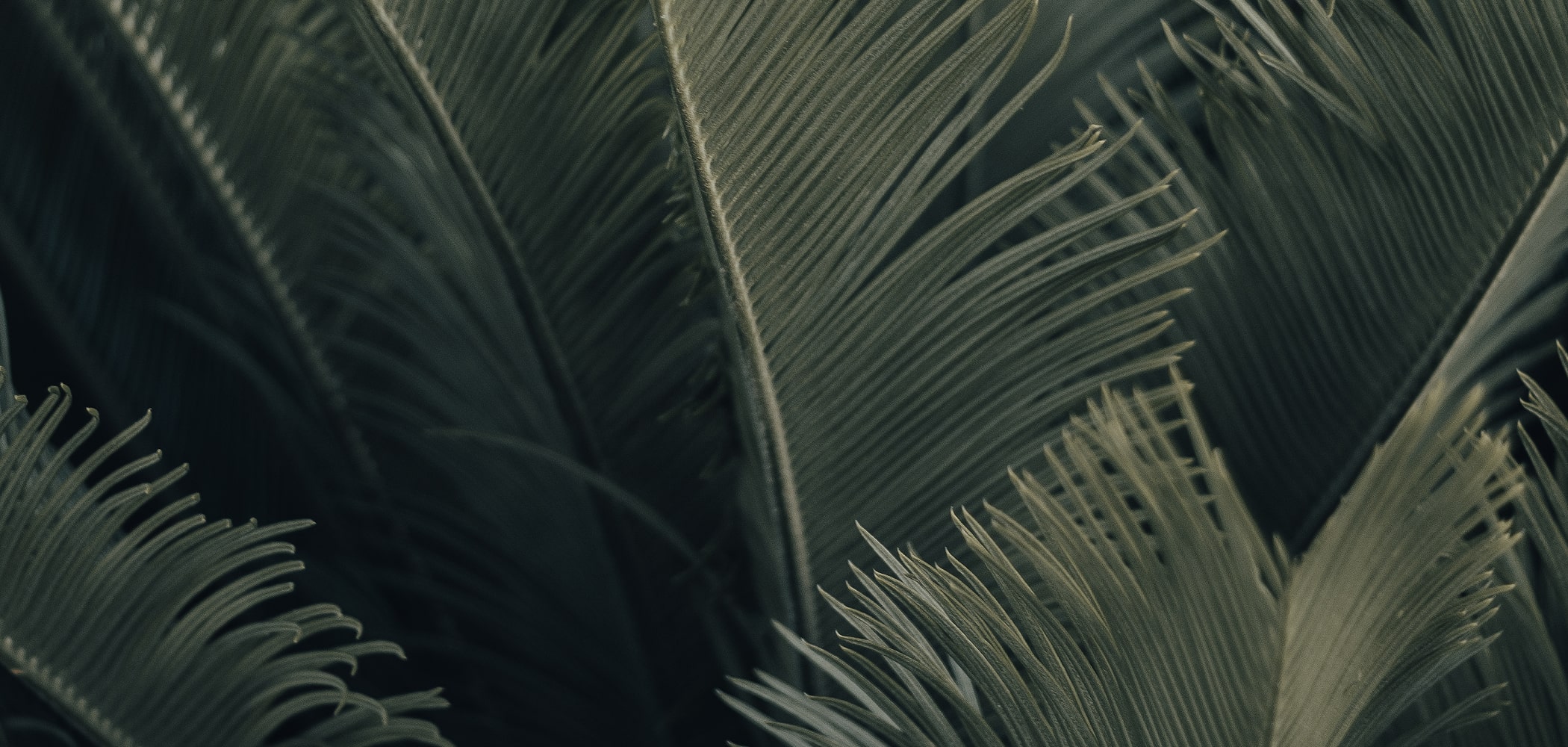 OCR Deep Learning: The Curious Machine Learning Case