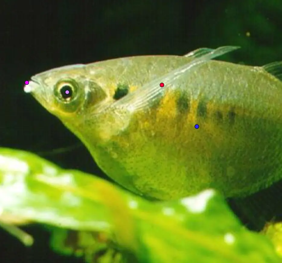 Annotated fish image showing keypoints used in KAUST computer vision training data