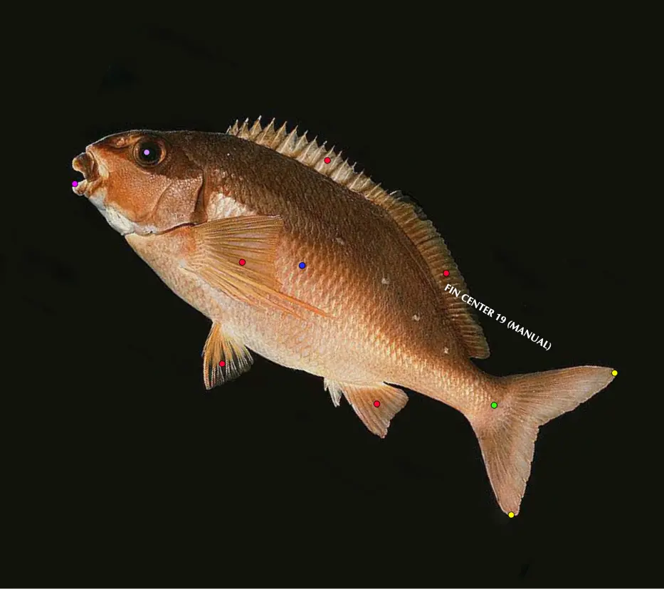 Fish image with seven annotation keypoints used for computer vision training