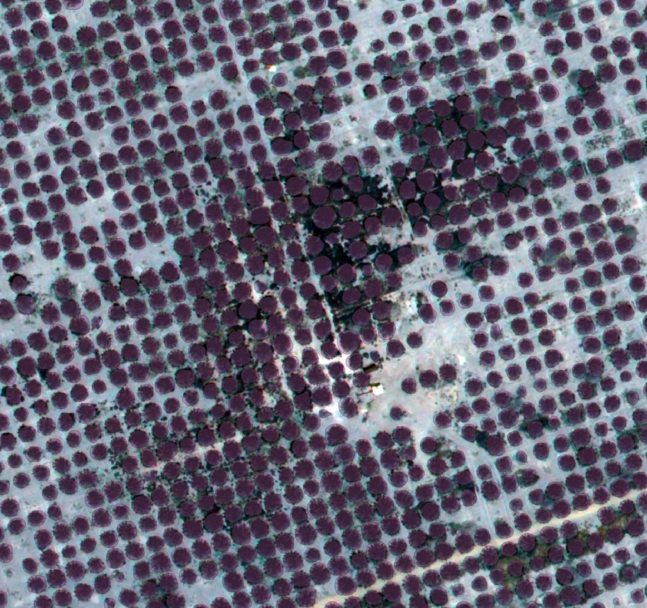 Annotated aerial image of a palm tree plantation with polygon labels used for agricultural monitoring and AI training