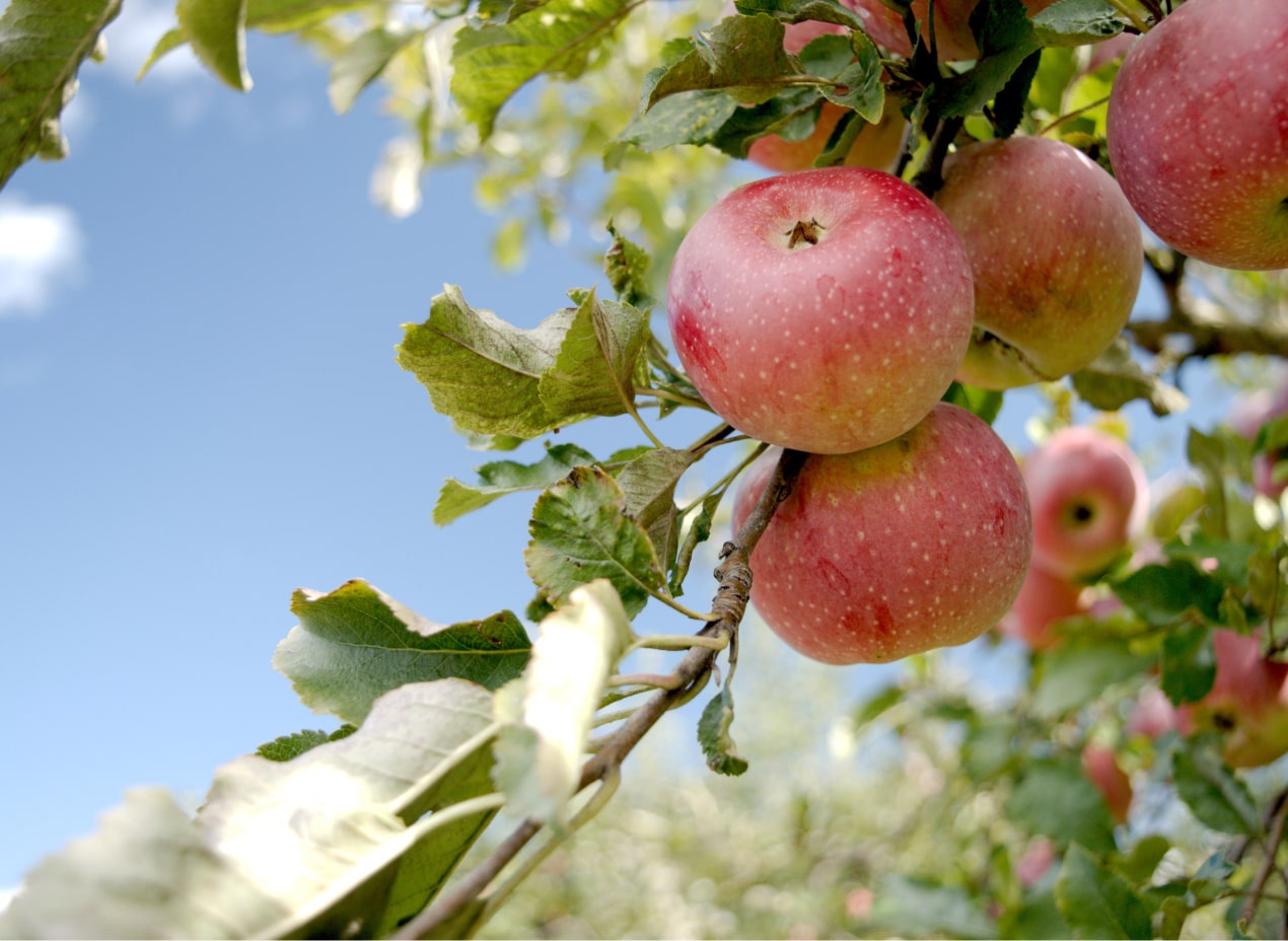 Data Annotation for an Orchard Analytics Platform