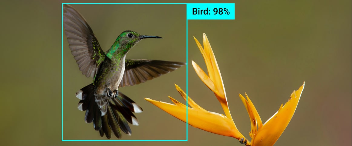 An example of an object recognition of a bird with 98% accuracy