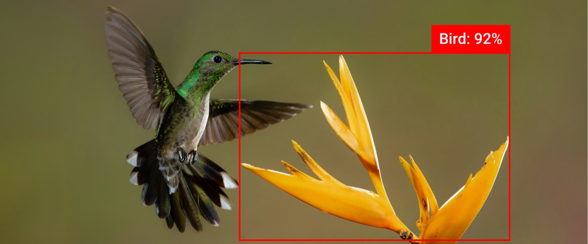 An example of a data annotation edge case depicted as a bird next to a flower that looks like a bird. But the flower is wrongfully recognized as a bird with 92% accuracy