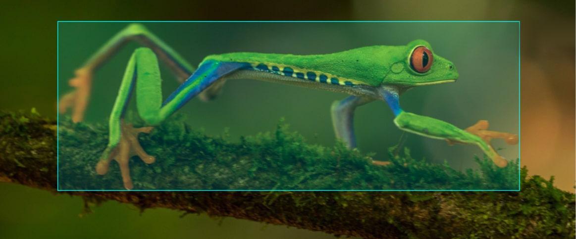 An image of a frog, used as an example of a rectangle-based image annotation