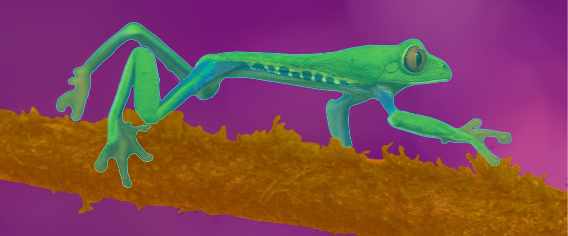 An image of a frog, used as an example of a semantic segmentation annotation applied to an image