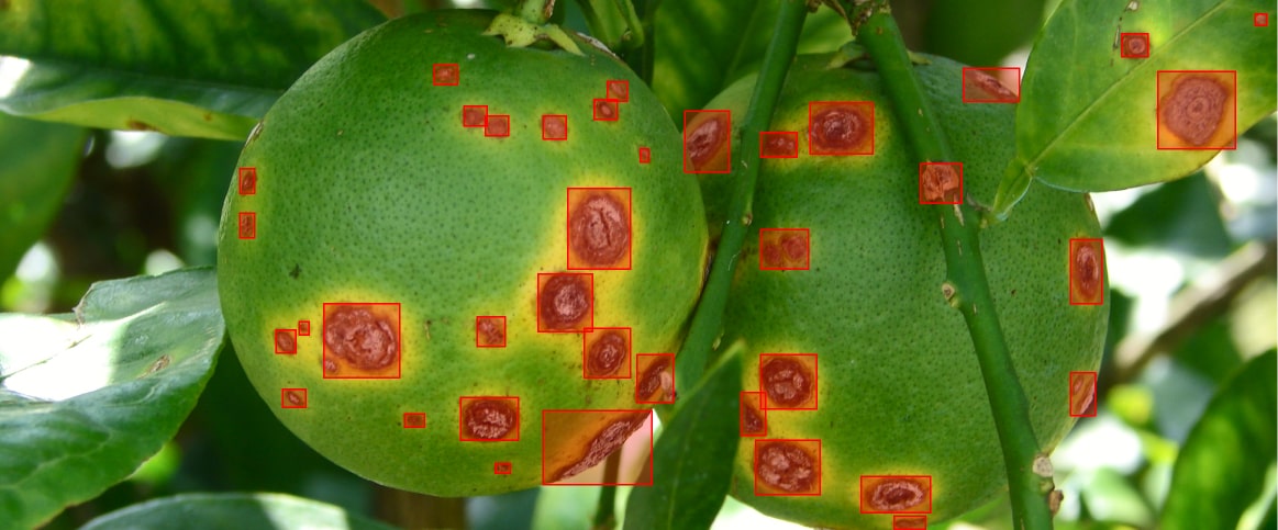 Example of crop labeling for precision agriculture