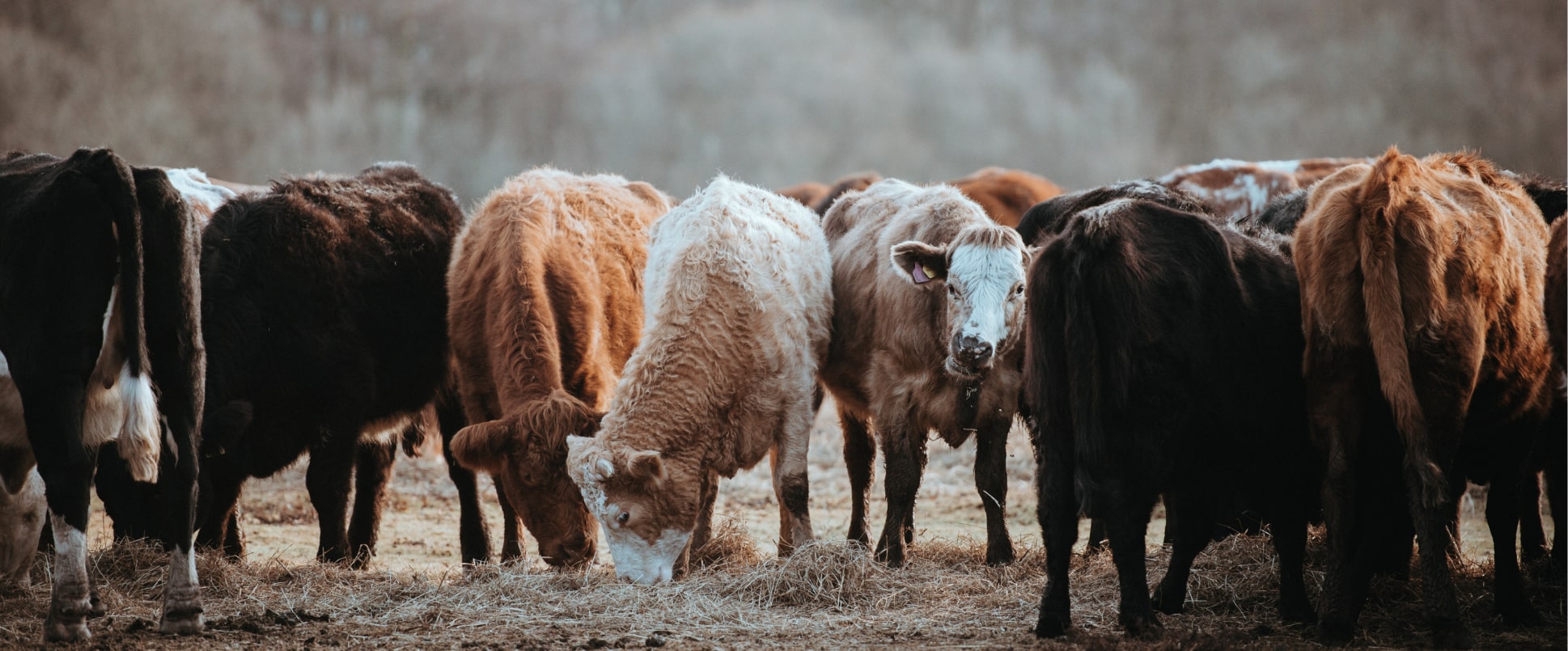 With image categorization, your model can 
                        classify livestock images based on breeds, health conditions, 
                        or specific characteristics, supporting effective livestock 
                        management practices.